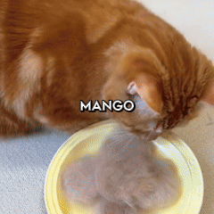 CEPILLO PARA MASCOTAS